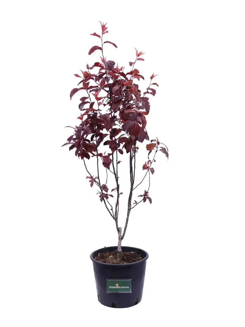Prunus Cerasifera Pissardii v18 egarden.store online