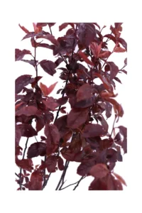 Prunus Cerasifera Pissardii v18 egarden.store online