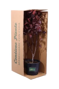 Prunus Cerasifera Pissardii