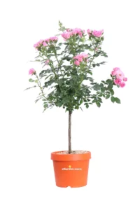 Rosa Meilland - Belle Symphonie Alberello v.18 egarden.store online