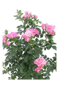 Rosa Meilland - Belle Symphonie Alberello v.18 egarden.store online