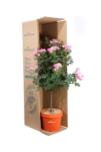 Rosa Meilland - Belle Symphonie Alberello v.18 egarden.store online