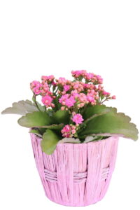 cesta porta vaso Round Tall Basket online