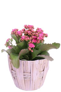 Round Tall Basket giallo eGarden.store cesta porta vaso Round Tall Basket online