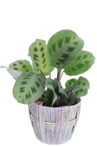 cesta porta vaso Round Tall Basket online