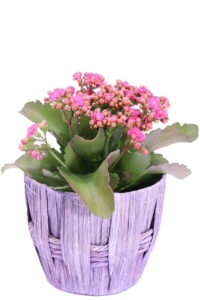 cesta porta vaso Round Tall Basket online