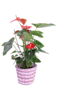 cesta porta vaso Round Tall Woodpc basket online