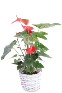 cesta porta vaso Round Tall Woodpc basket online