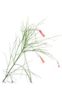 Russelia Juncea v17 egarden.store online