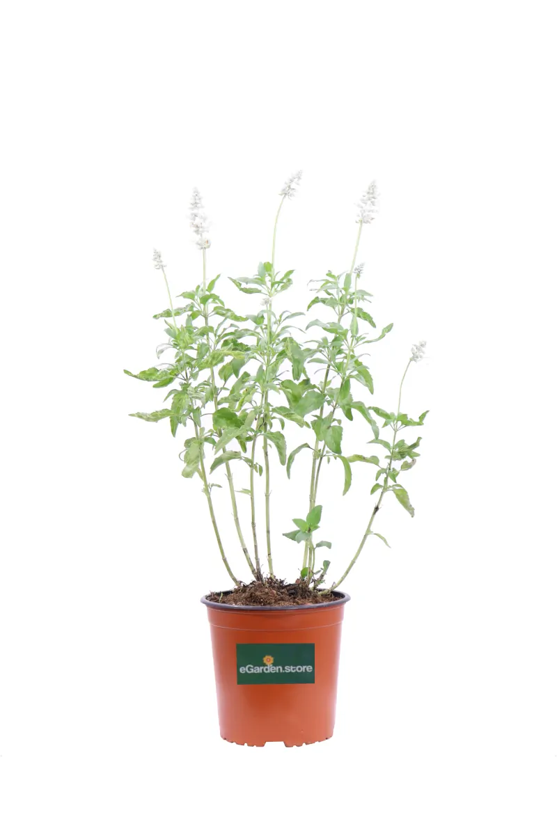 Salvia Farinacea Alba v16 egarden.store online