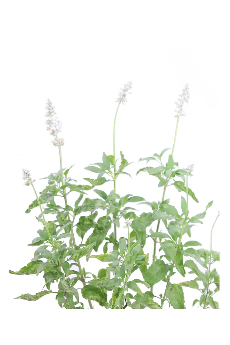 Salvia Farinacea Alba v16 egarden.store online