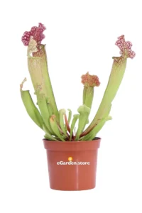 Sarracenia v.8 egarden.store online