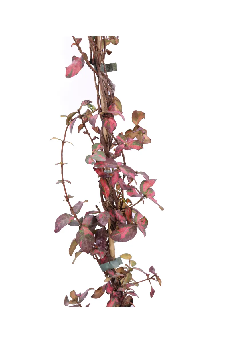 Trachelospermum Asiaticum Summer Sunset v17 egarden.store online