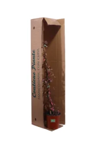 Trachelospermum Asiaticum Summer Sunset v17 egarden.store online