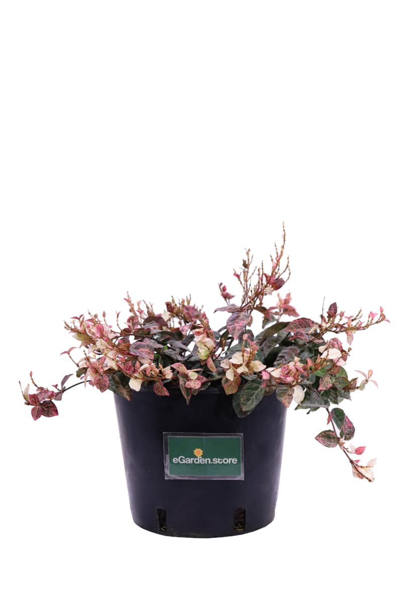 Trachelospermum Asiaticum Tricolor v.18 egarden.store online