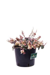 Trachelospermum Asiaticum Tricolor v.18 egarden.store online