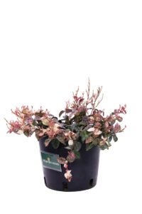 Trachelospermum Asiaticum Tricolor v.18 egarden.store online