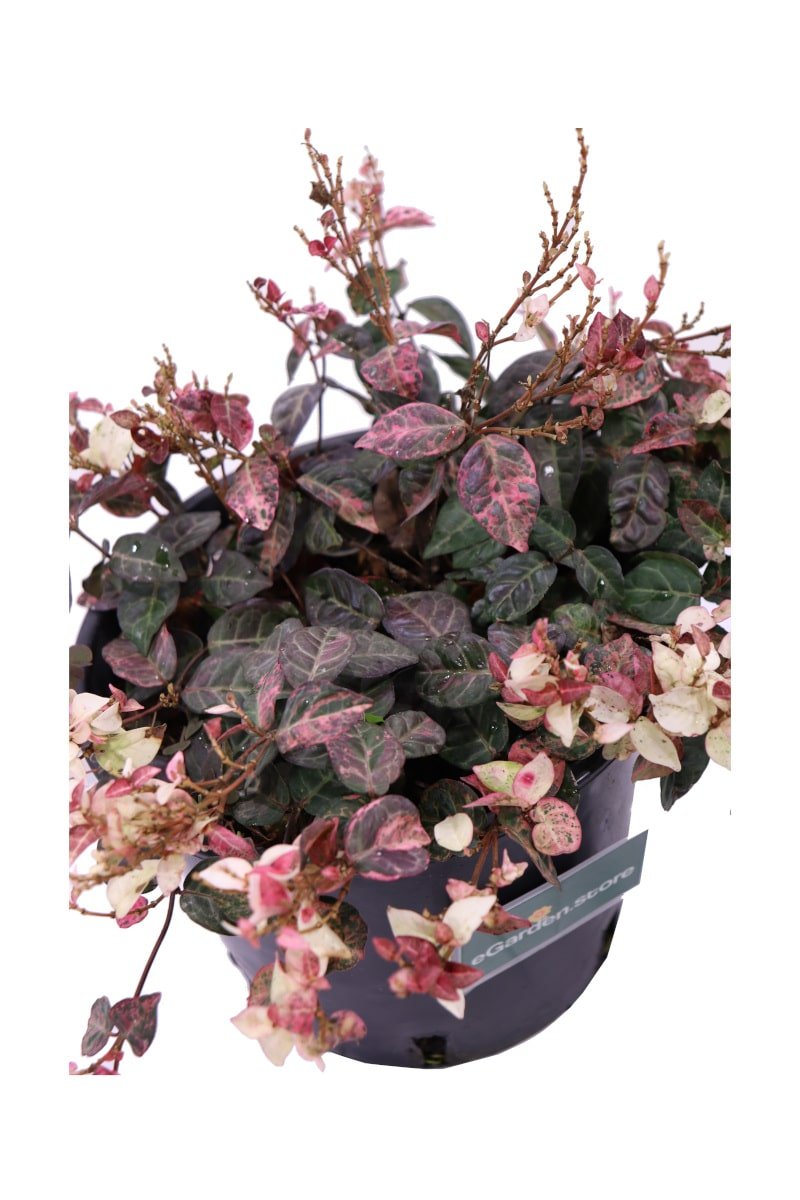 Trachelospermum Asiaticum Tricolor v.18 egarden.store online