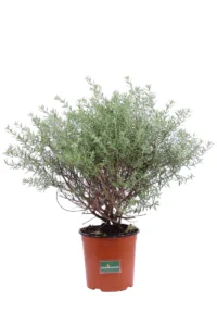 Westringia Fruticosa Viola v17 egarden.store 1 Westringia Fruticosa Viola v17 egarden.store online