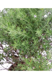 Westringia Fruticosa Viola v17 egarden.store 4 Westringia Fruticosa Viola v17 egarden.store online