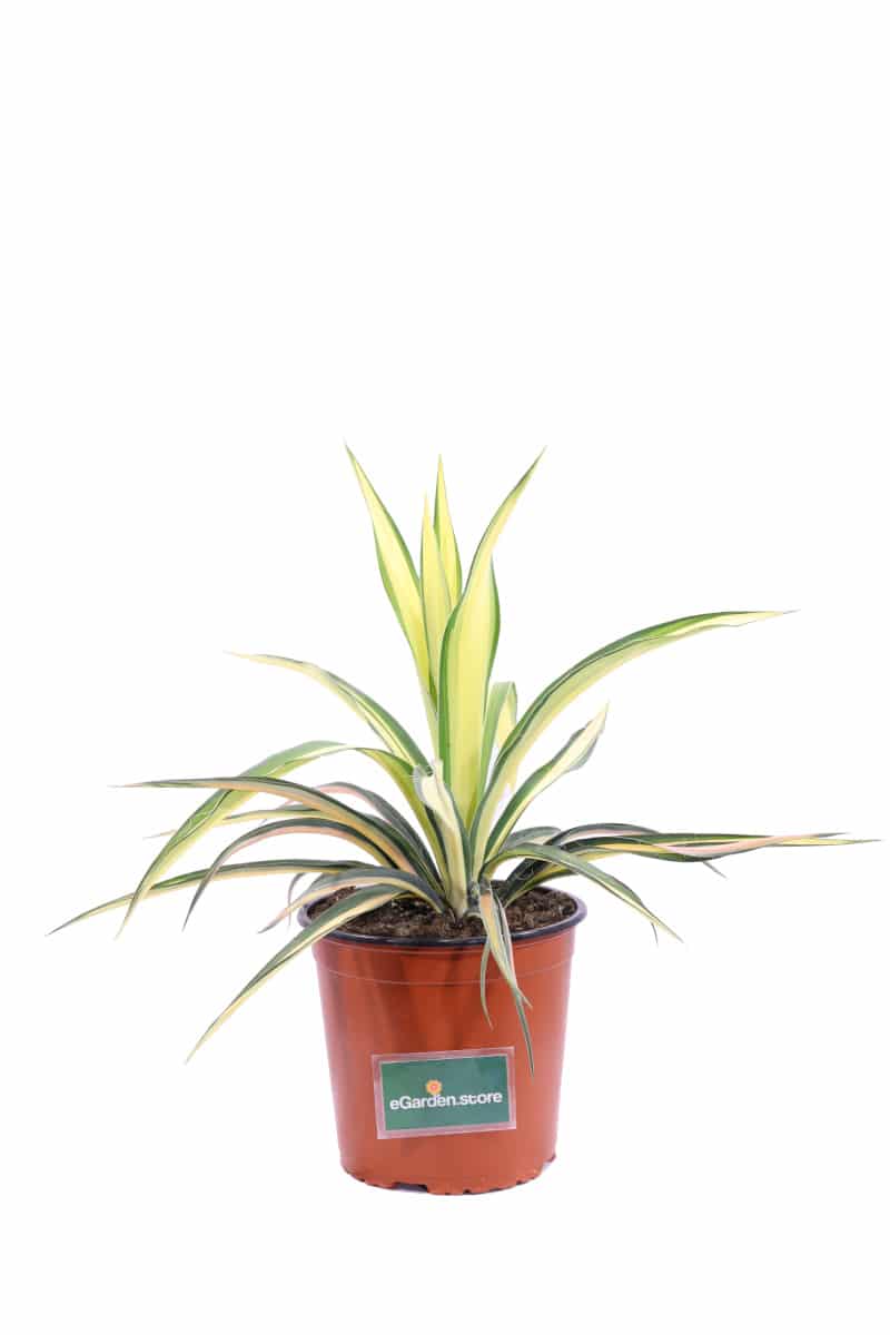 Yucca Filamentosa Color Guard v17 egarden.store online