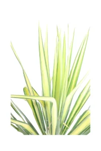 Yucca Flaccida Golden Sword v24 egarden.store online