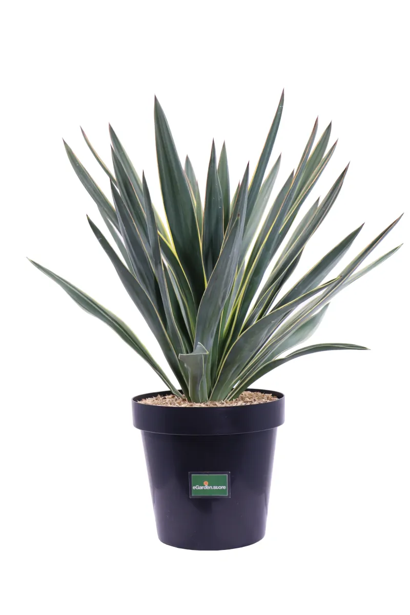 Yucca Gloriosa Variegata v23 egarden.store online