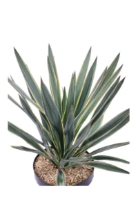 Yucca Gloriosa Variegata v23 egarden.store online