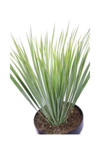 Yucca Rostrata v23 egarden.store online