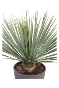Yucca Rostrata v42 egarden.store 2 Yucca Rostrata v42 egarden.store online