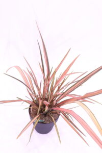 phormium pink flamingo online
