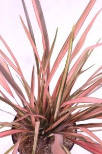 phormium pink flamingo online