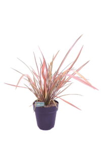 phormium pink flamingo online
