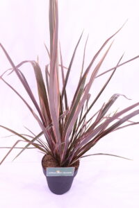 phormium sundowner online