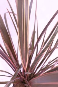 Phormium Sundowner
