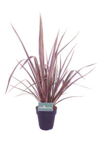 phormium sundowner online