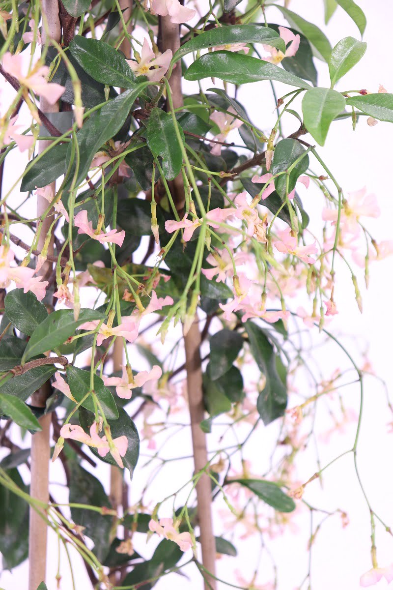 Falso Gelsomino - Rhyncospermum Jasminoides Pink - Vivaio