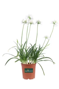 Agapanthus Africanus Twister v24 egarden.store online
