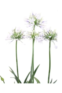 Agapanthus Africanus Twister v24 egarden.store online