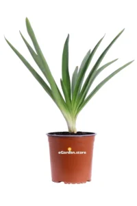 Agapanto - Agapanthus Umbellatus v17 egarden.store 1 Agapanto - Agapanthus Umbellatus