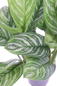 Aglaonema Stripes