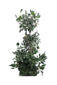 Agrifoglio - Ilex Nellie Stevens v30 egarden.store online