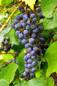 black magic pianta online