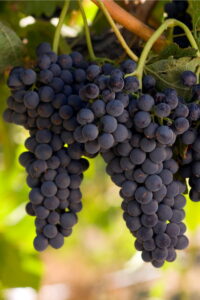 fragola nera pianta online