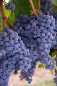 montepulciano pianta online