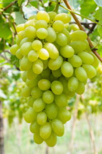 victoria pianta online