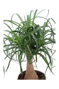 Beaucarnea Recurvata v16 Deco egarden.store online