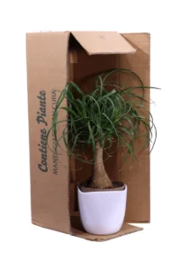 Beaucarnea Recurvata v16 Deco egarden.store online