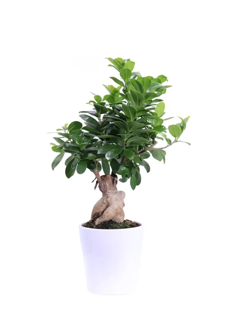 Bonsai Ficus Ginseng 150gr v12 egarden.store online