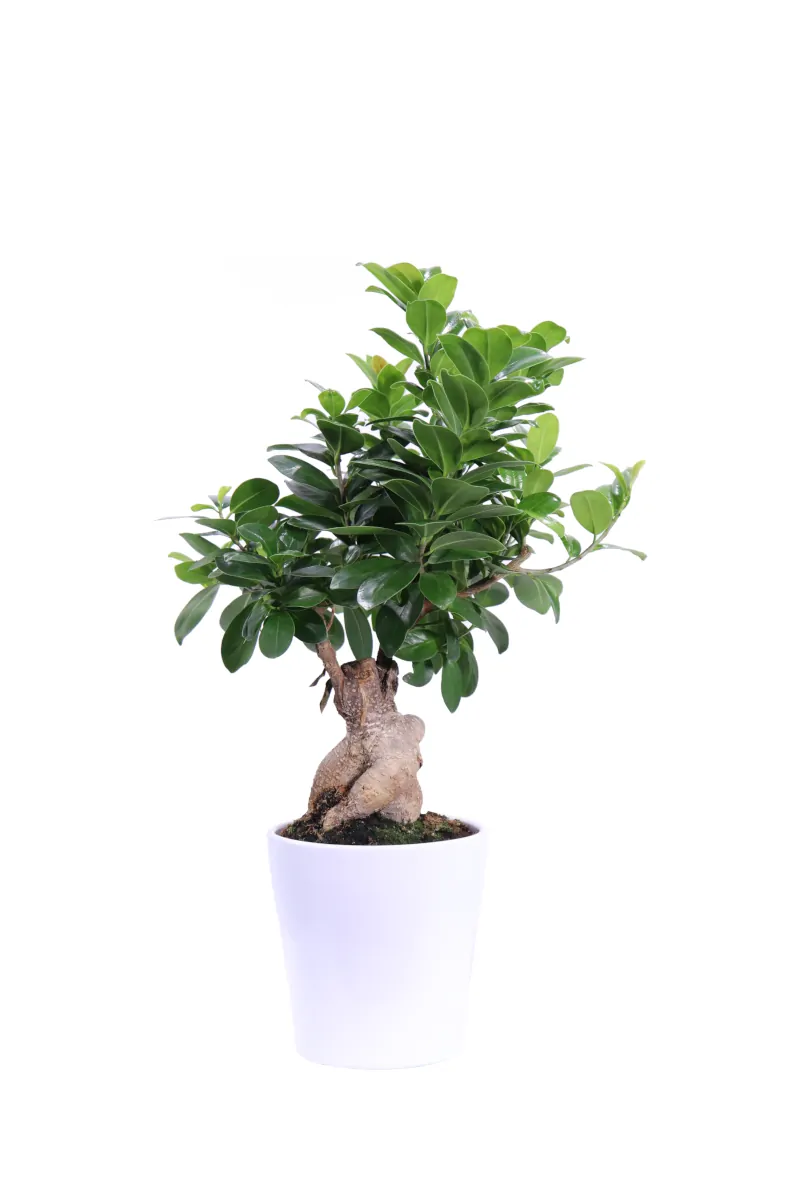 Bonsai Ficus Ginseng 150gr v12 egarden.store online